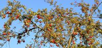 30 in nachbars garten - hh